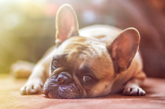 Vomito cani |cause e quando preoccuparsi? - artpetfood