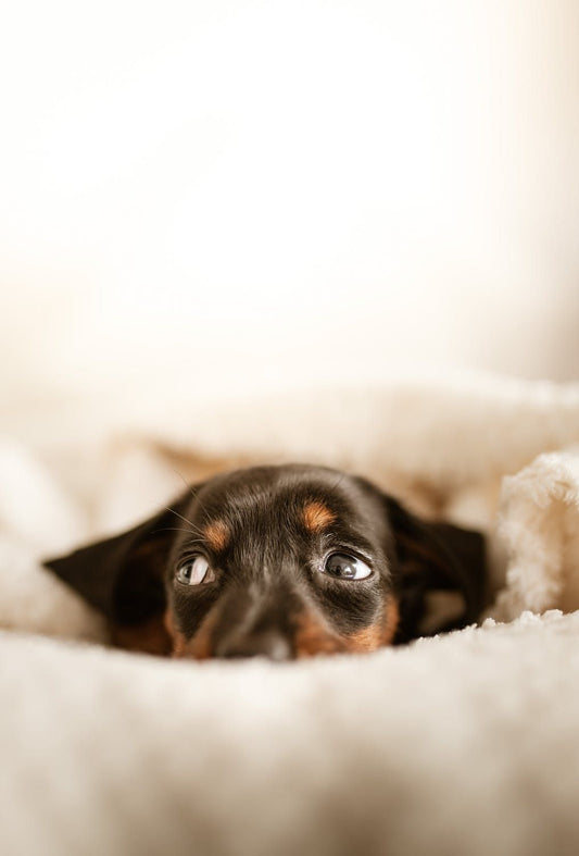 COME SI MISURA LA FEBBRE AL CANE : E COME CAPIRE SE HA LA FEBBRE - artpetfood