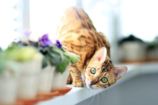 GATTO BENGALA - artpetfood