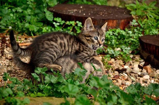 l'iperattività nel nostro Micio - artpetfood