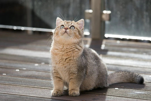 GATTO BRITISH / CARATTERE E PREZZO - artpetfood