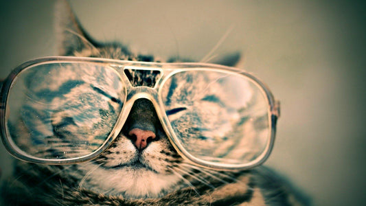 IL Nostro Gattino Alla scoperta del Mondo - artpetfood