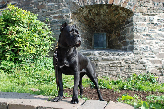 Il cane corso - artpetfood