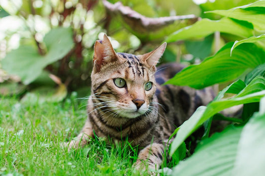Il gatto Bengalese ,curiosità e scheda tecnica - artpetfood