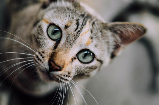 Il Gatto è il territorio - artpetfood