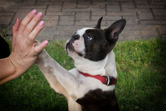 Speroni Cane | cosa sono e a cosa curarli? - artpetfood