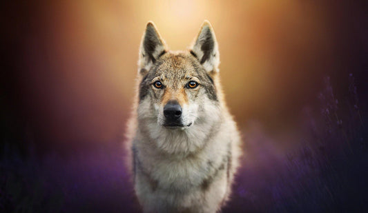 cane lupo cecoslovacco - artpetfood