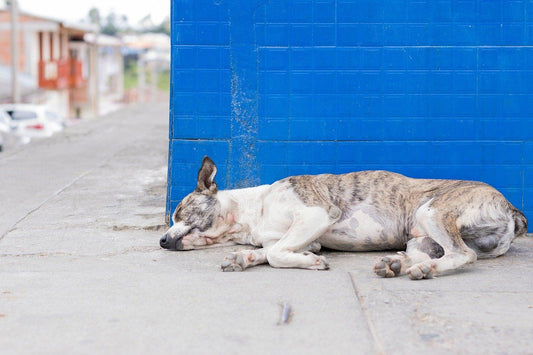 Malassezia cane | Sintomi ,Cause e Cure - artpetfood