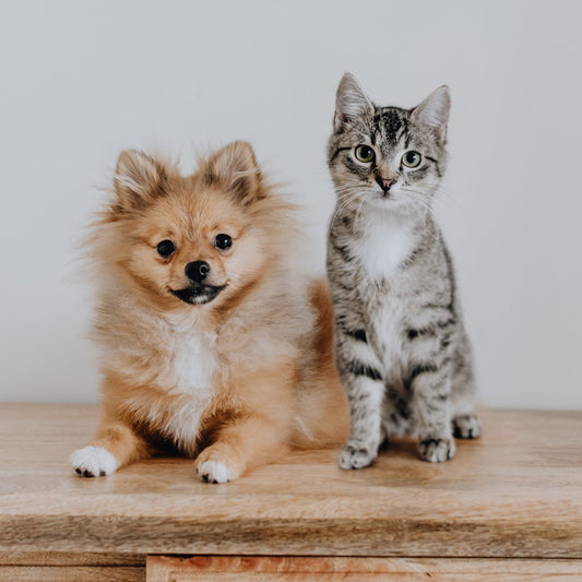 Dieta Vegana per Cani e Gatti: Benefici, Rischi e Considerazioni