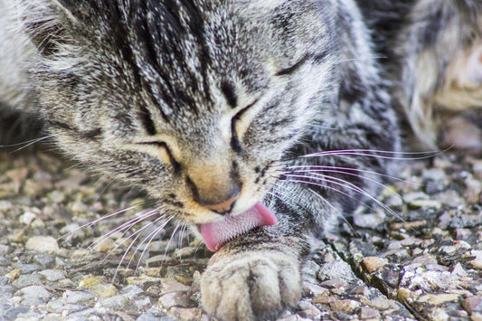 Come prevenire il mal d'auto nel nostro micio? - artpetfood