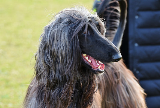 Cane Afghano | Caratteristiche Razza