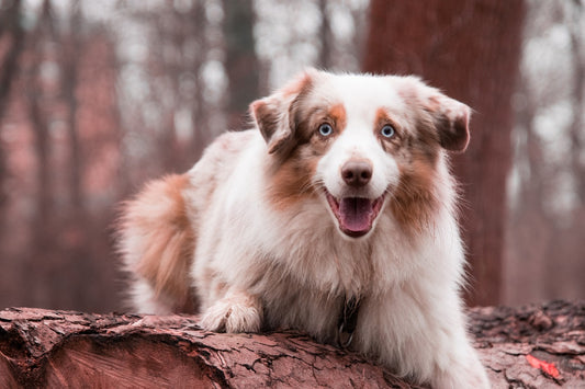 Cane Australiano | Caratteristiche Razza
