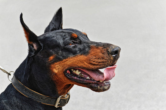 Cane Dobermann | Caratteristiche Razza