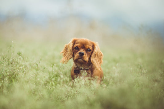 Cavalier King Charles Spaniel | Caratteristiche razza