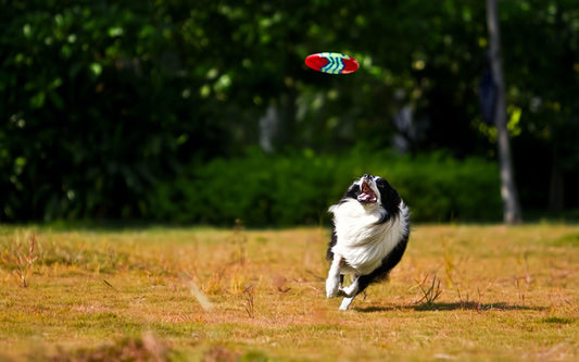 Curiosità sulla razza del cane" Border Collie" - artpetfood