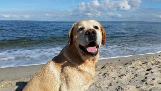 LABRADOR RETRIVER - CARATTERISTICHE DELLA RAZZA - artpetfood