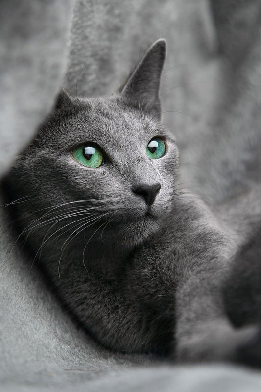 Gatto Blu di Russia / carattere e prezzo - artpetfood