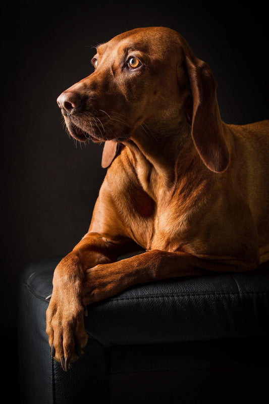 I Benefici della Glucosamina nella dieta del cane - artpetfood
