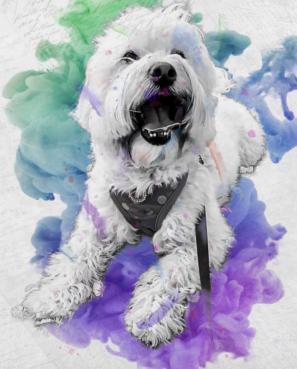 ARTPETBOX COMPLEANNO PER CANE E GATTO - artpetfood