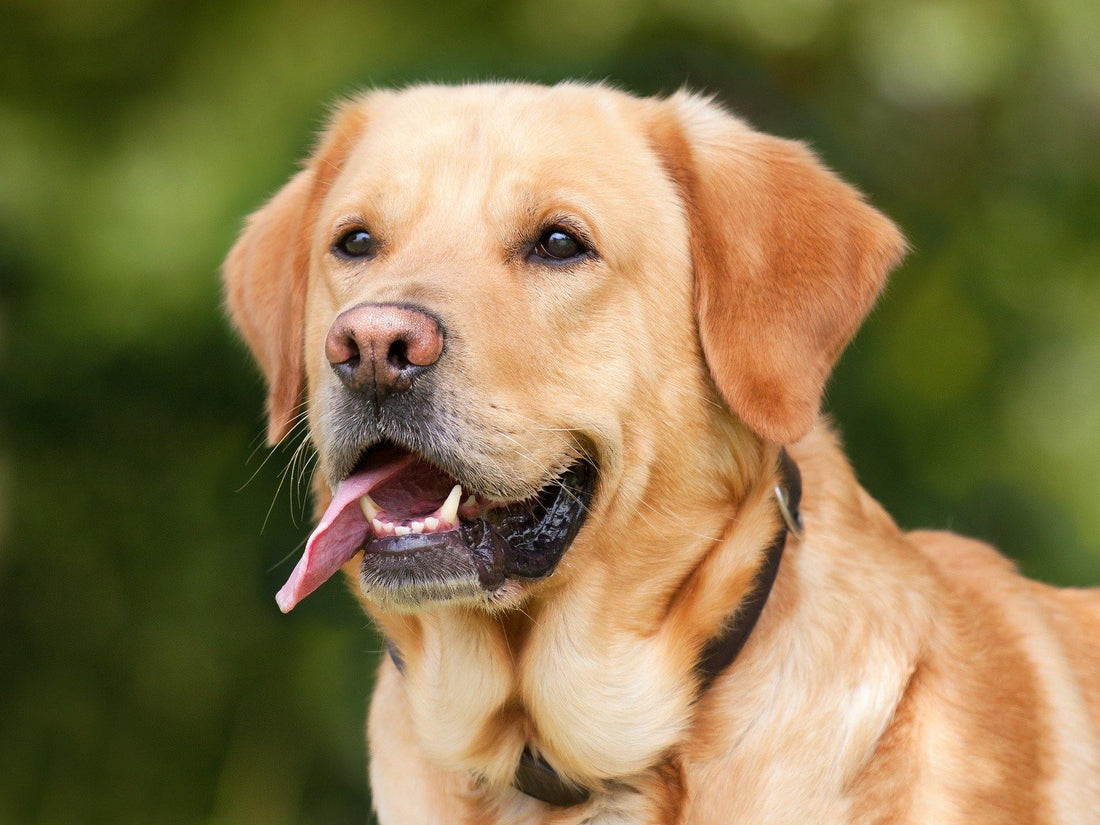 Allergia e Intolleranza - artpetfood