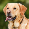 Allergia e Intolleranza - artpetfood