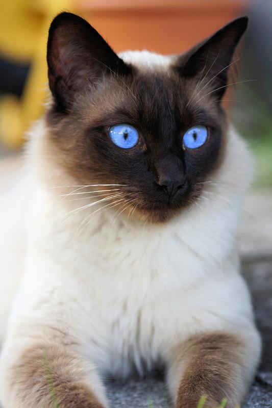 IL GATTO SIAMESE - ORIGINI, CARATTERE E ALIMENTAZIONE - artpetfood