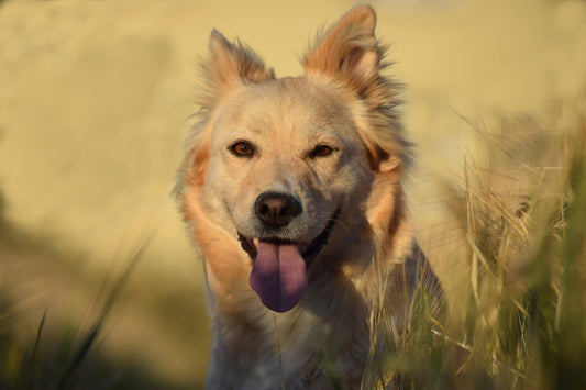 Forasacchi cane | un pericolo inaspettato - artpetfood