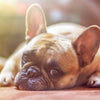 Vomito cani |cause e quando preoccuparsi? - artpetfood