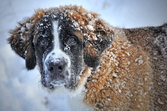 Come Scegliere il Cibo per il tuo cane per renderlo sano e felice! - artpetfood