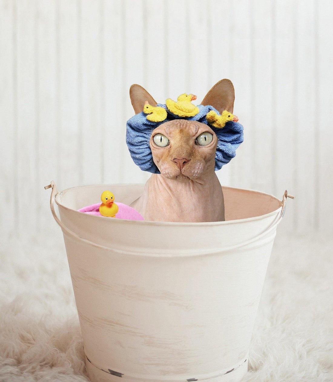 Sphynx la razza del gatto senza pelo prezzo ,curiosità e scheda tecnica - artpetfood