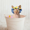 Sphynx la razza del gatto senza pelo prezzo ,curiosità e scheda tecnica - artpetfood