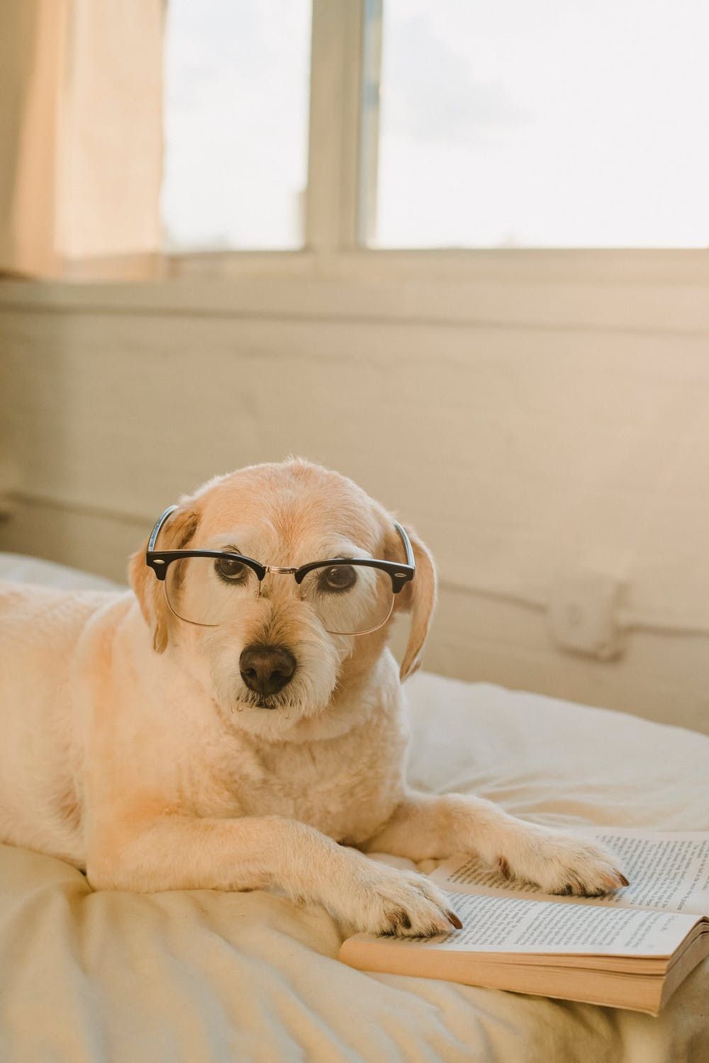 Come si siede un cane con Displasia all'anca? - artpetfood