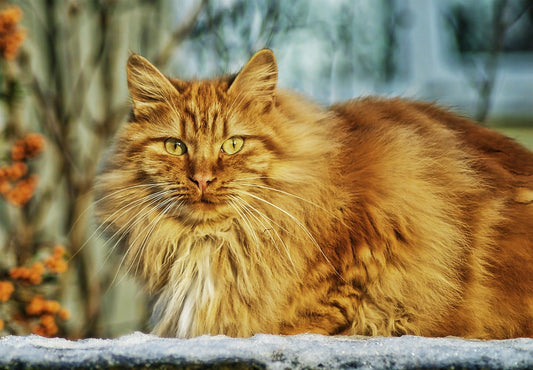 Il gatto norvegese delle foreste  la razza del gatto dal pelo semi lungo prezzo ,curiosità e scheda tecnica - artpetfood