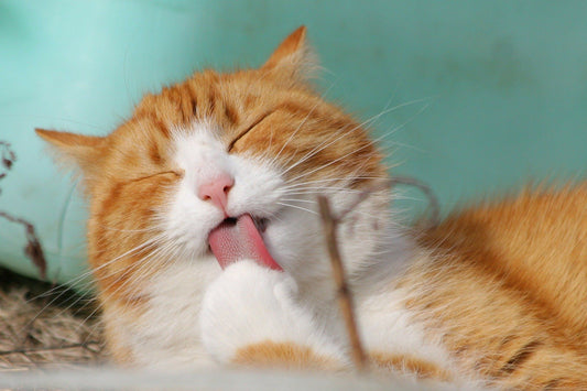 Rifiuto Dell'Alimentazione nel Gatto - artpetfood