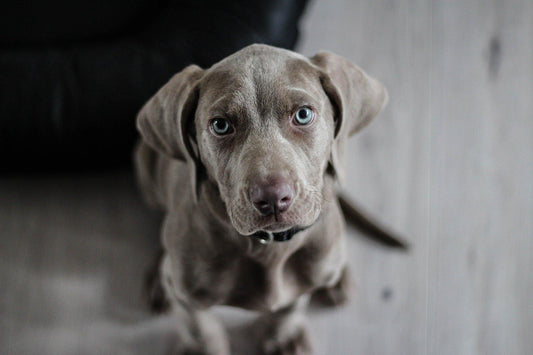l'importanza degli acidi grassi  nella dieta del nostro Cane - artpetfood