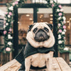 CANE CARLINO - artpetfood