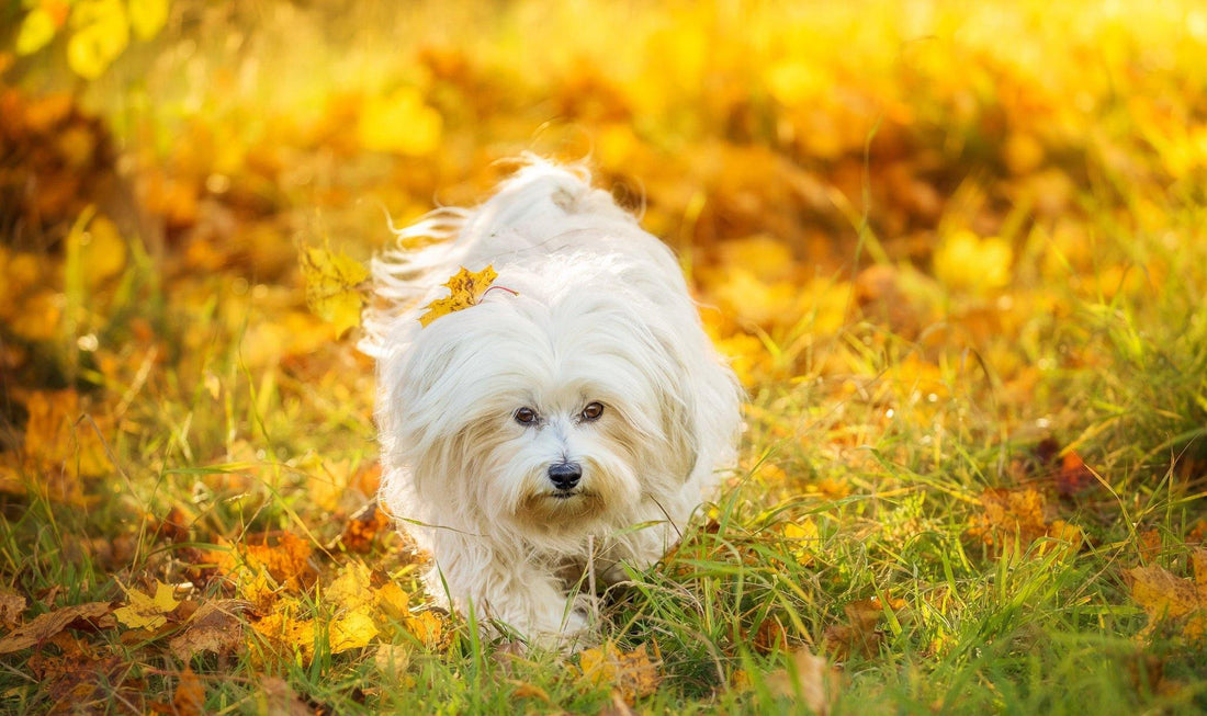 CANE MALTESE - artpetfood