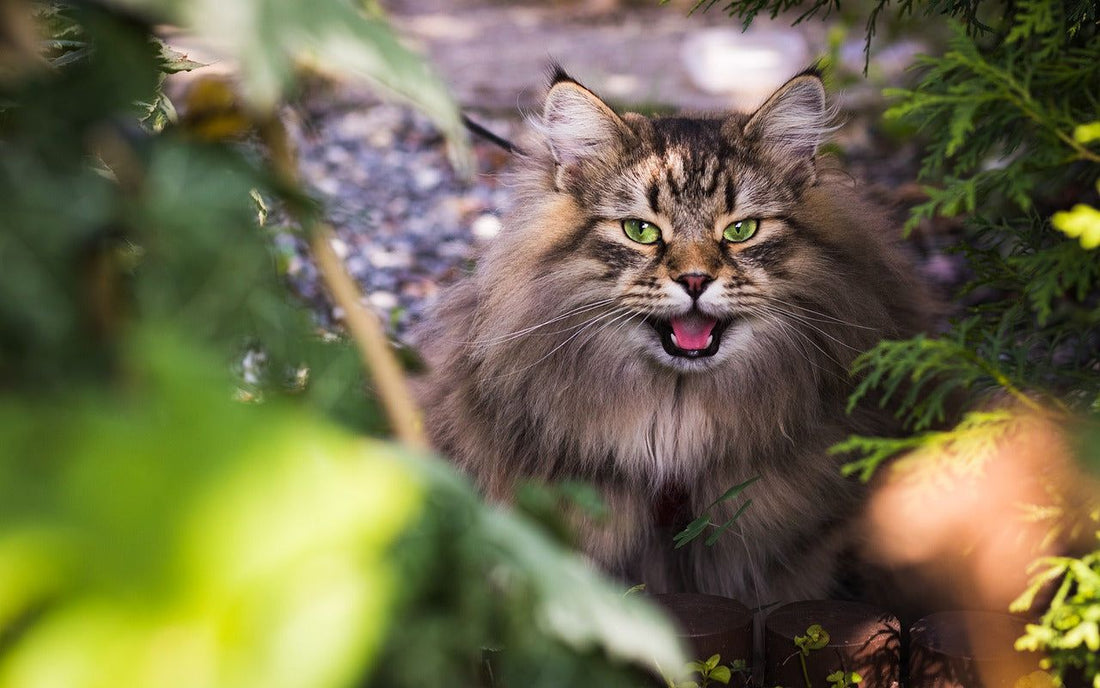 Il gatto Siberiano la razza del gatto dal pelo semi lungo prezzo ,curiosità e scheda tecnica - artpetfood