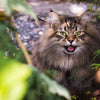 Il gatto Siberiano la razza del gatto dal pelo semi lungo prezzo ,curiosità e scheda tecnica - artpetfood