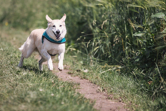 L'importanza delle fibre nella dieta del nostro pelosetto! - artpetfood