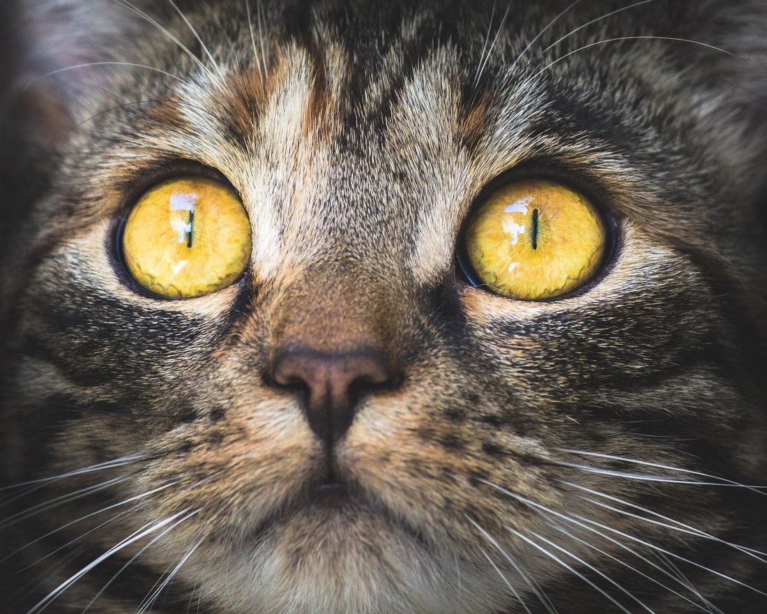 Quanto sono importanti i Baffi nel Gatto? - artpetfood