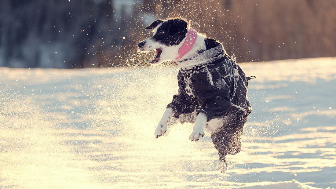 Cane che Abbaia - artpetfood