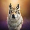 cane lupo cecoslovacco - artpetfood