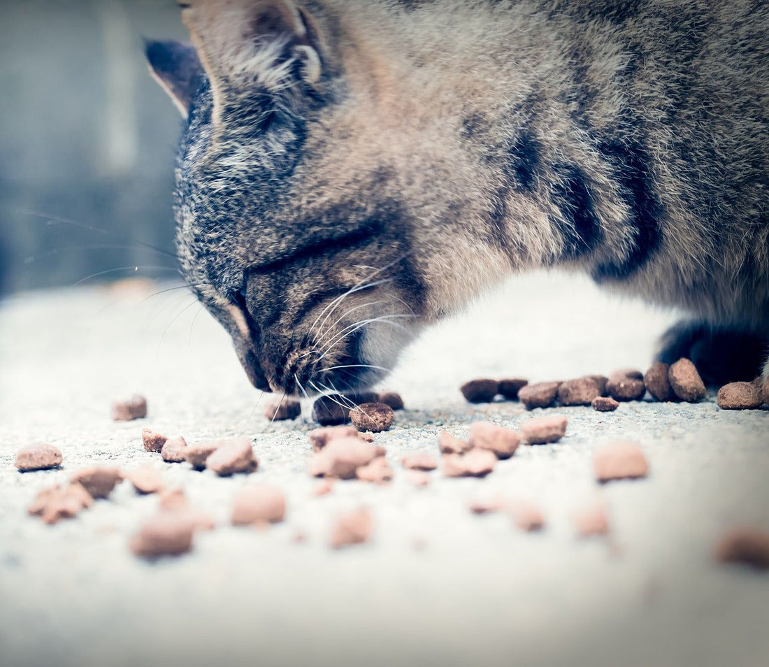 Come Effettuare il Cambio di Alimentazione Nel Nostro Gatto? - artpetfood