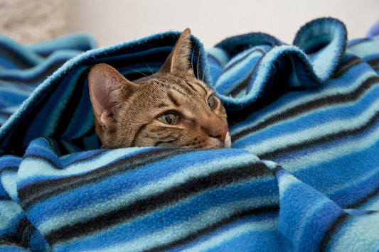 L'Impastamento nel gatto curiosità e aneddoti - artpetfood
