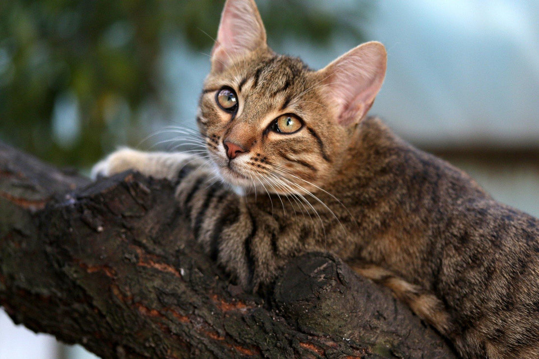 Come mai il nostro Micio Ama farsi le unghie ? - artpetfood