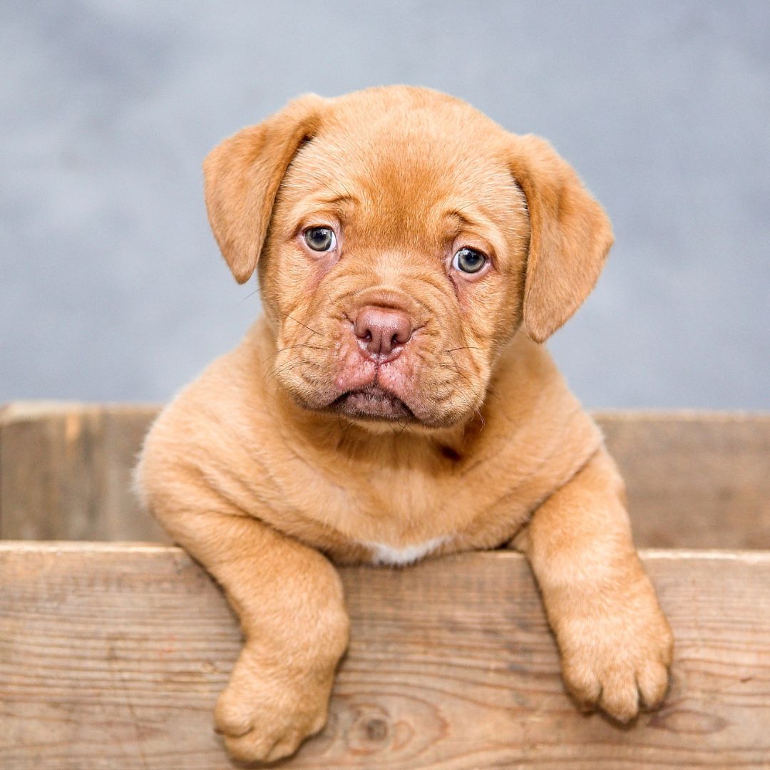 Alimentazione del Cane: Come Cambiarla in Base all'Età per una Vita Sana