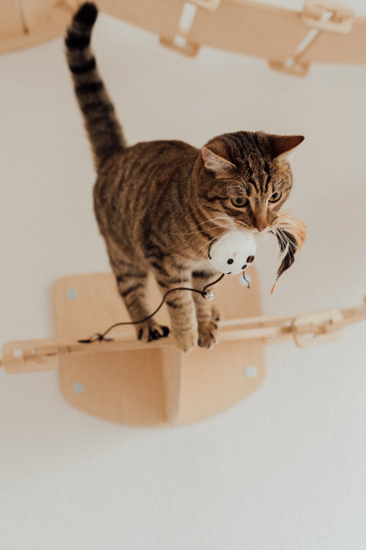 Arricchimento Ambientale per Gatti: Promuovere il Benessere Felino con un Ambiente Stimolante