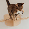 Arricchimento Ambientale per Gatti: Promuovere il Benessere Felino con un Ambiente Stimolante