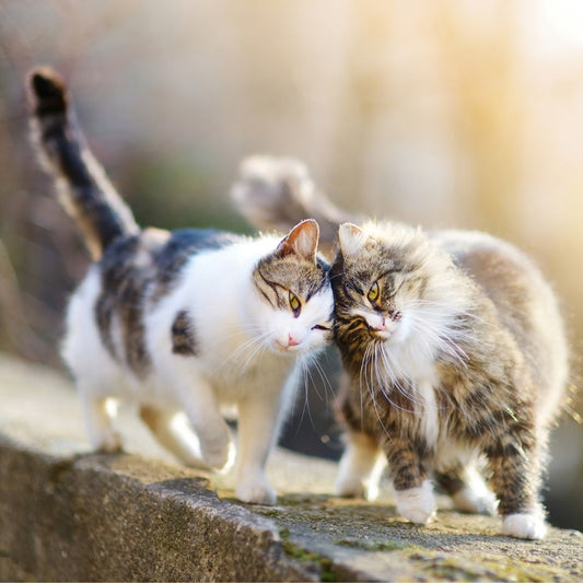 "Convivenza tra Gatti: Guida Completa per una Vita Felice a Quattro Zampe"